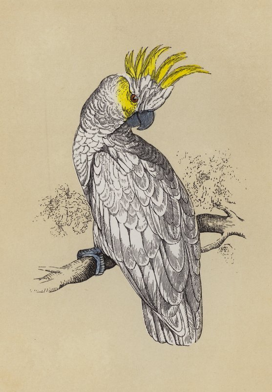 Kakadu (farve litho) af English School