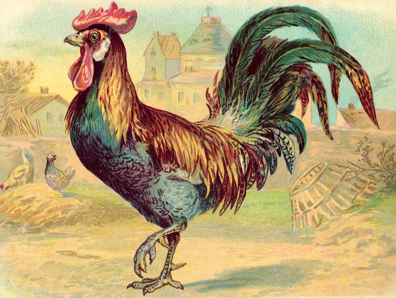 Cockerell (chromolitho) af English School