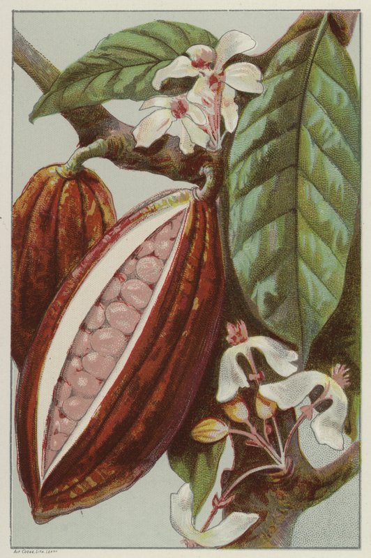 Kakaoblomster og bælg, der viser indersiden af en bælg (chromolitho) af English School