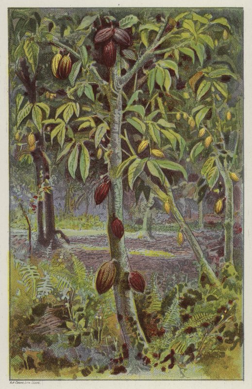 Kakaoplantage, Trinidad (chromolitho) af English School
