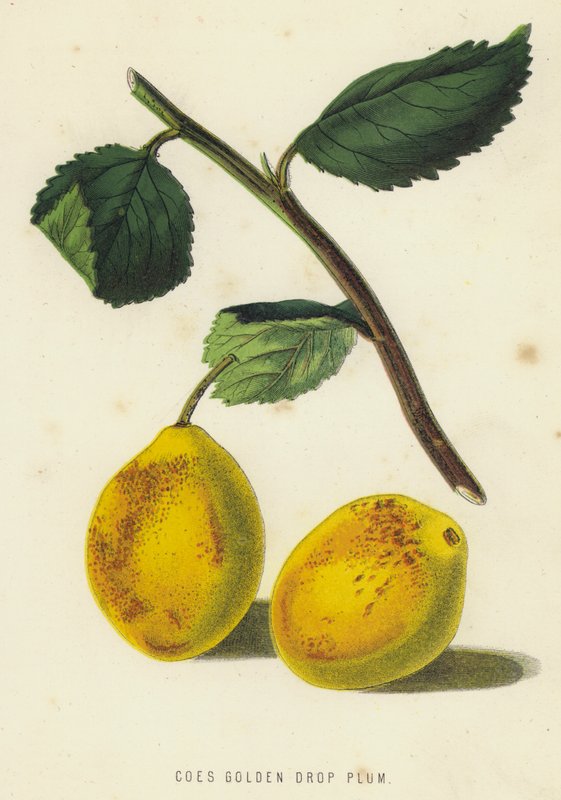 Gulddråbe blommestængel (chromolitho) af English School