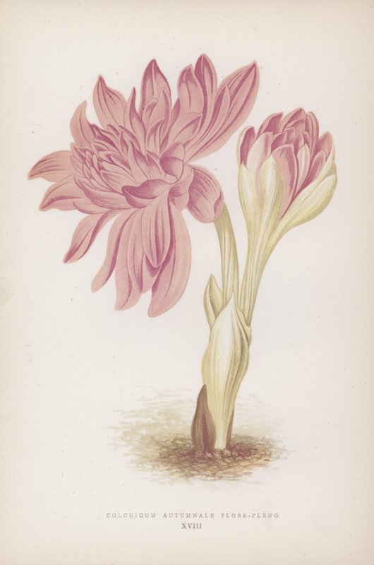 Colchicum Autumnale Flore-pleno (farvelitografi) af English School