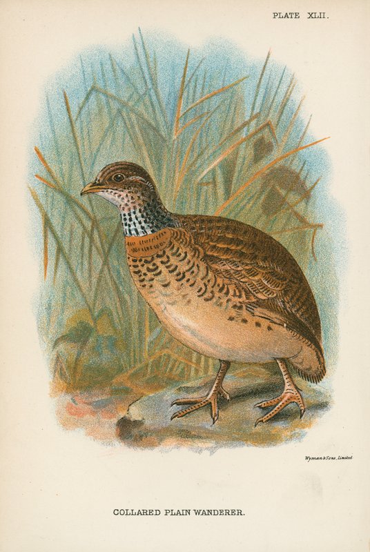 Collared Plain Wanderer af English School