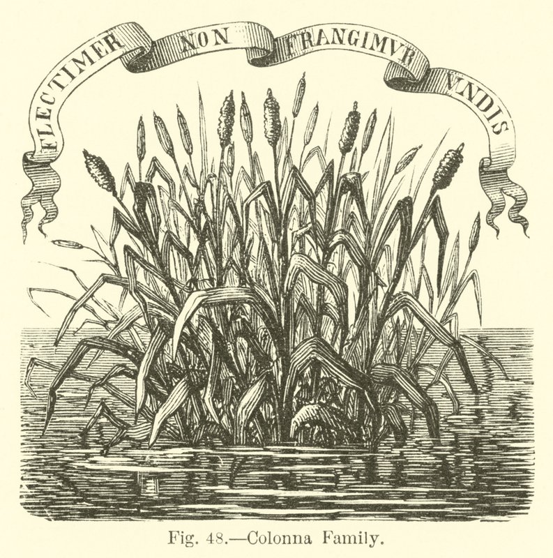 Colonna familie af English School