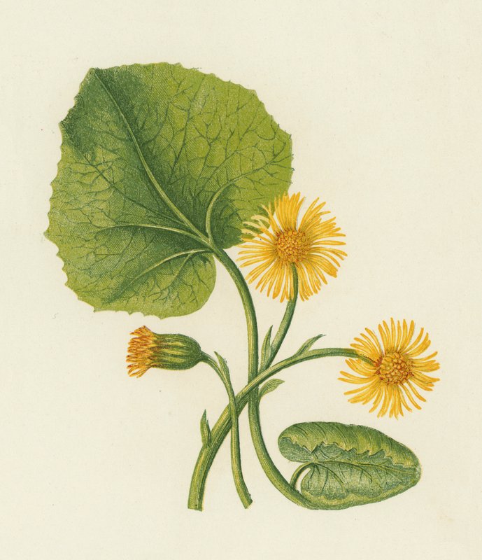 Følfod, Tussilago Farfara (farve litho) af English School