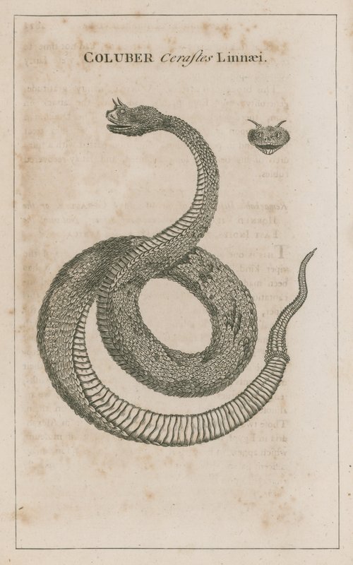 Coluber Cerastes Linnaei; Horned Viper af Egypten af English School