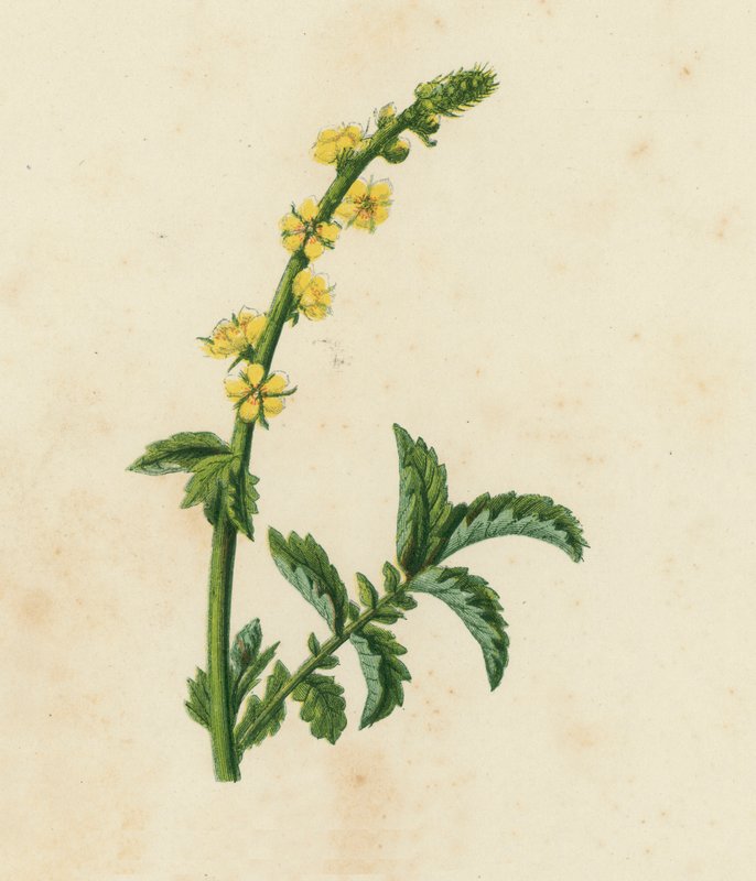 Almindelig Agrimony, Agrimonia Eupatoria (farvelitografi) af English School