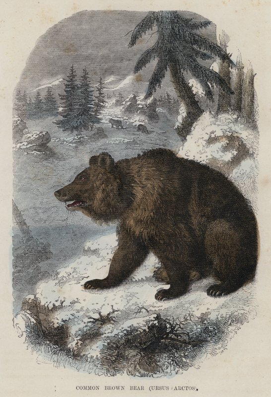 Almindelig brunbjørn, Ursus Arctos (farvet gravering) af English School