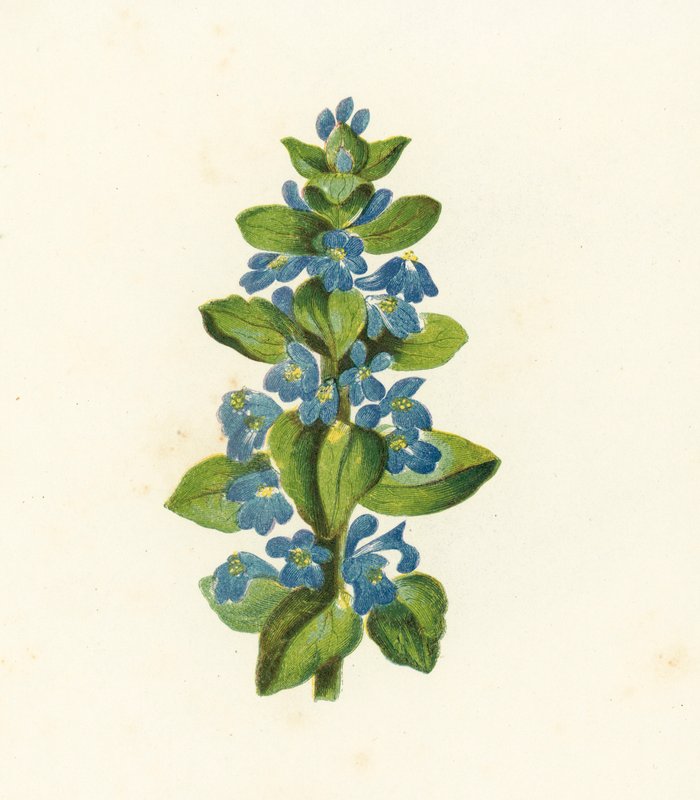 Almindelig bugle, Ajuga Reptans (farvelitografi) af English School