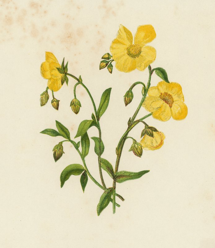 Almindelig Cistus; eller, Rock Rose, Helianthemum Vulgare (farve litho) af English School