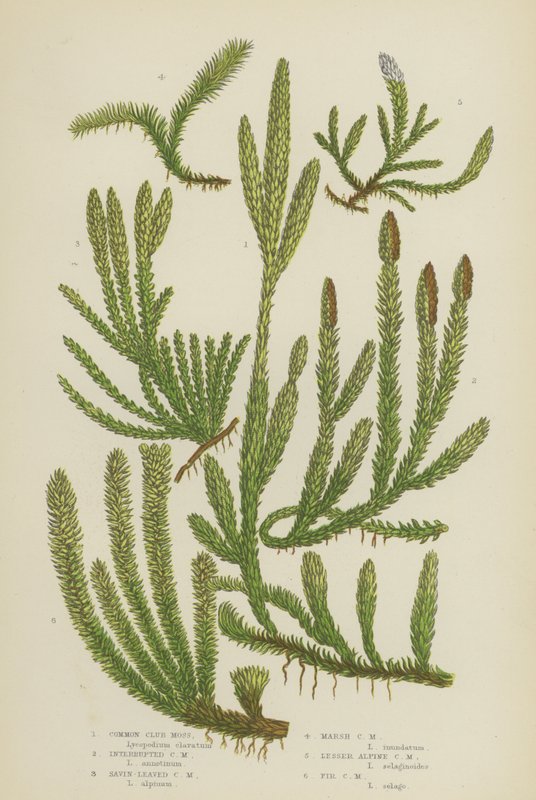Common Club Moss, Interrupted Club Moss, Savin-Leaved Club Moss, Marsh Club Moss, Lesser Alpine (farve litho) af English School