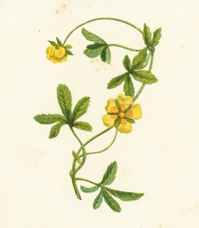 Almindelig krybende kællingetand, Potentilla Reptans (farvelitografi) af English School