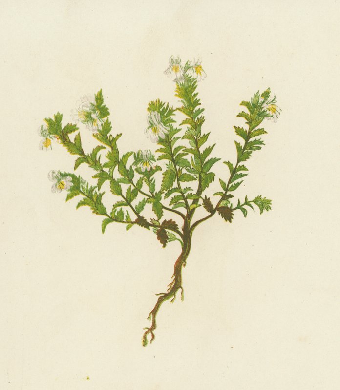 Almindelig øjentrøst, Euphrasia officinalis (farvelitografi) af English School