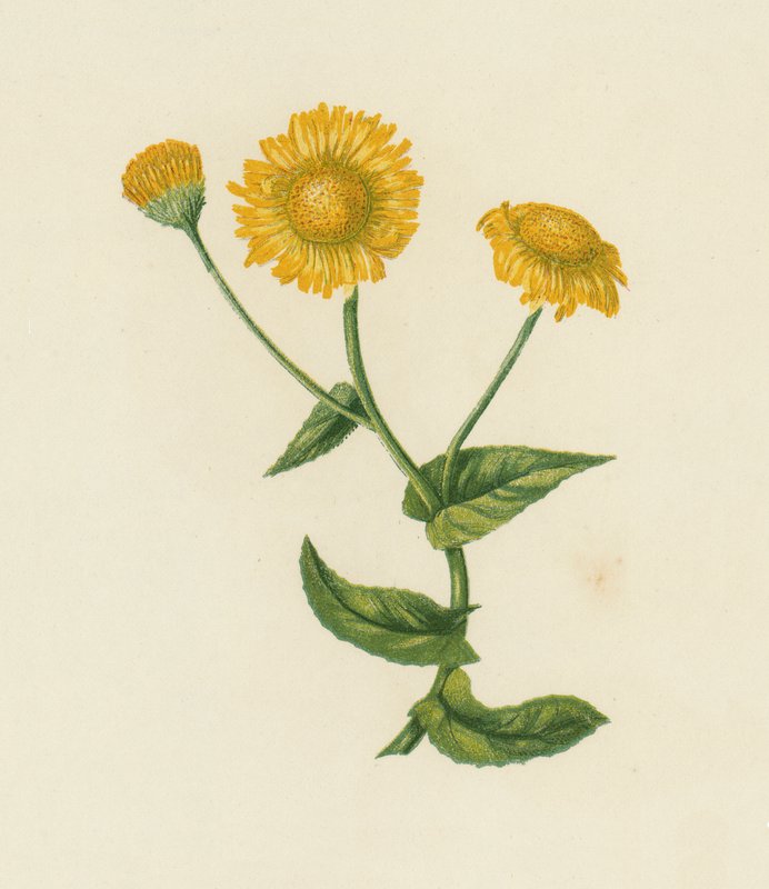 Almindelig loppeblad, Pulicaria Dysenterica (farvelitografi) af English School