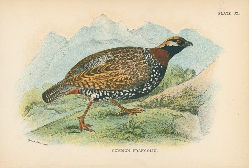 Almindelig Francolin af English School