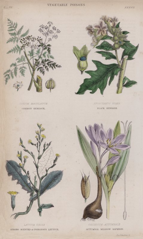 Almindelig Hemlock; Sort Hønsebane; Stærk duftende eller giftig salat; Autumnal Meadow Saferon (farvet gravering) af English School