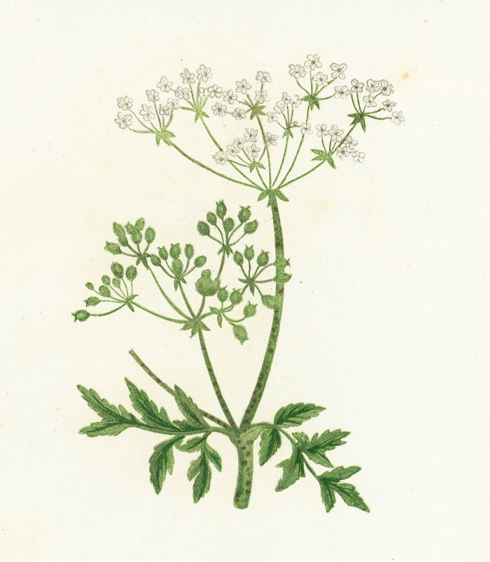 Almindelig hæmoride, Conium Maculatum af English School