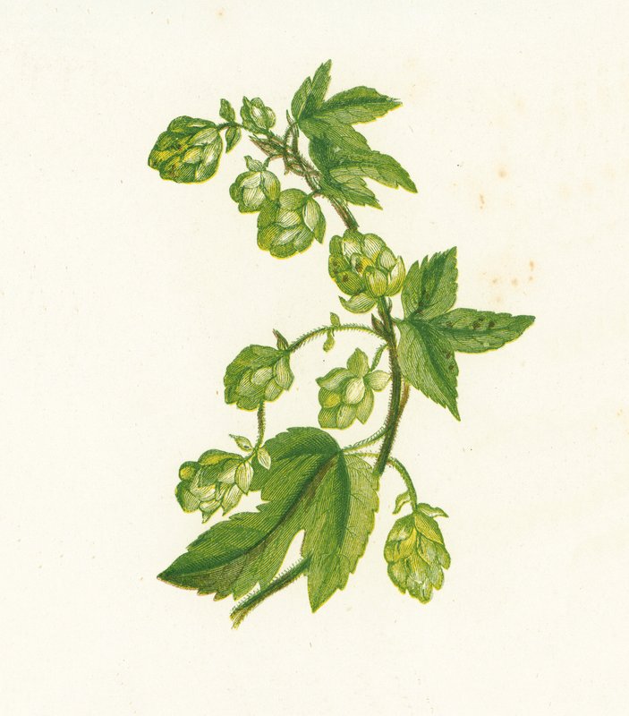 Almindelig humle, Humulus Lupulus af English School