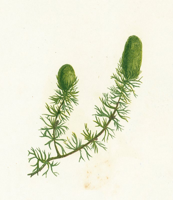 Almindelig hornblad, Ceratophyllum Demersum af English School