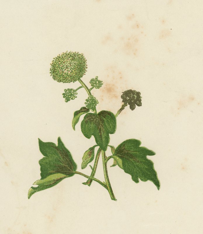 Almindelig Ivy, Ivy Helix (farve litho) af English School