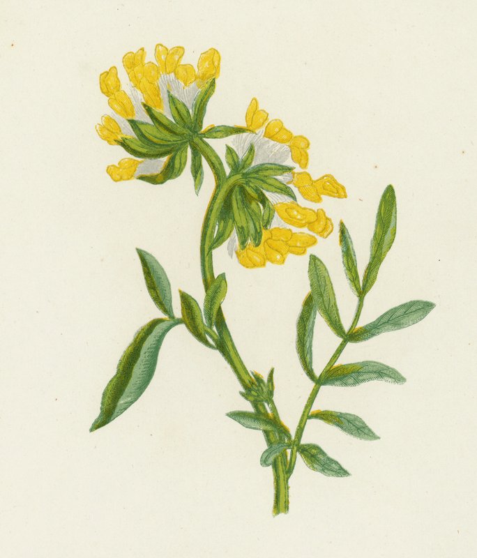Almindelig nyrevikke, Anthyllis Vulneraria (farve litho) af English School
