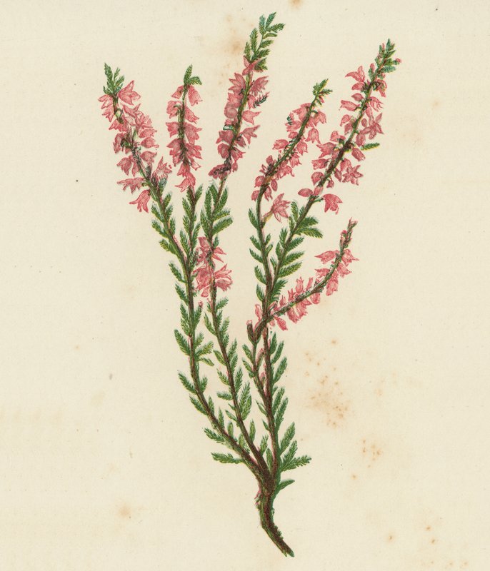 Almindelig Ling, eller Hede, Calluna Vulgaris (farvelitografi) af English School