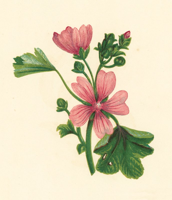 Almindelig malva, Malva Sylvestris (farvelitografi) af English School