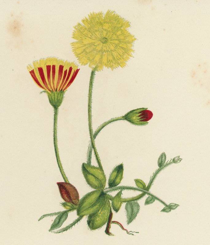 Almindelig museøre, Hieracium pilosella (farvelitografi) af English School