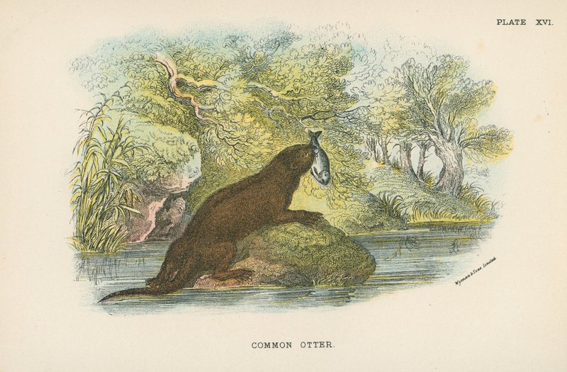 Almindelig Otter af English School