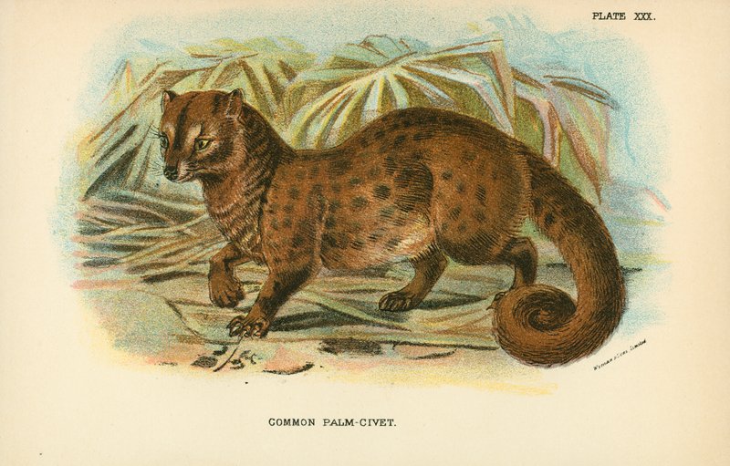 Almindelig palmecivet af English School