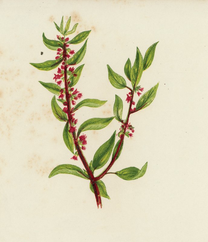 Almindelig Pellitory of the Wall, Parietaria Officinalis (farvelitografi) af English School