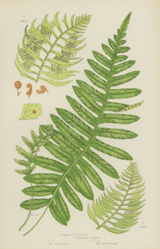 Almindelig polypody (farvelitografi) af English School