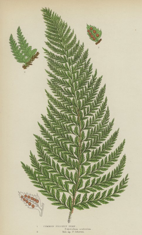 Almindelig stikkende bregne (farve litho) af English School