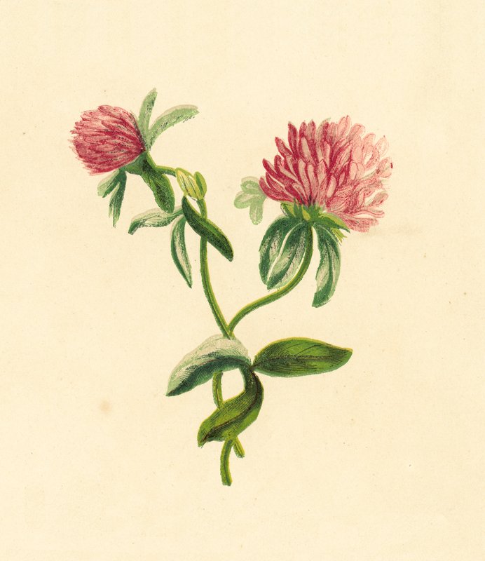 Almindelig lilla trefoil, Trifolium Pratense af English School