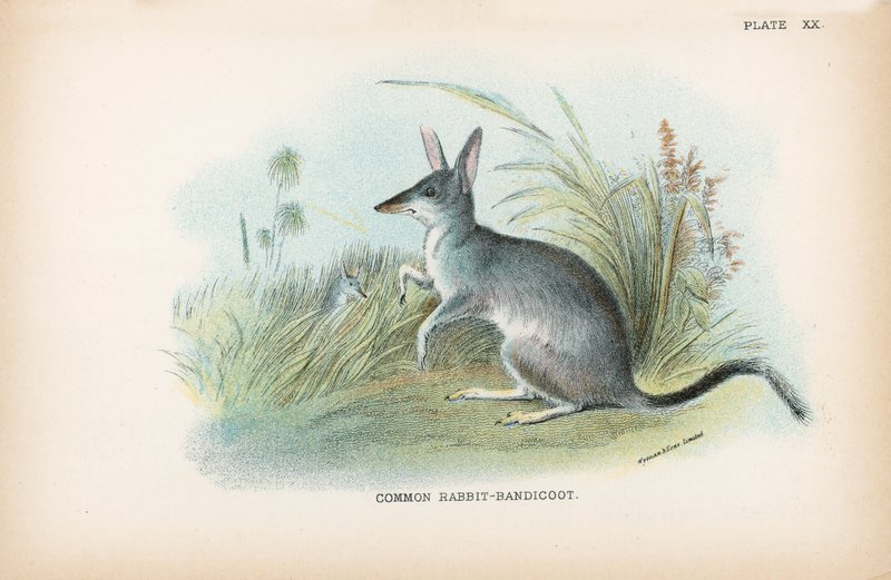 Almindelig kanin-bandicoot af English School