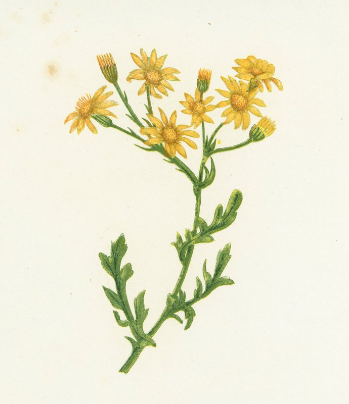 Almindelig Ragwort, Senecio Jacobaea af English School