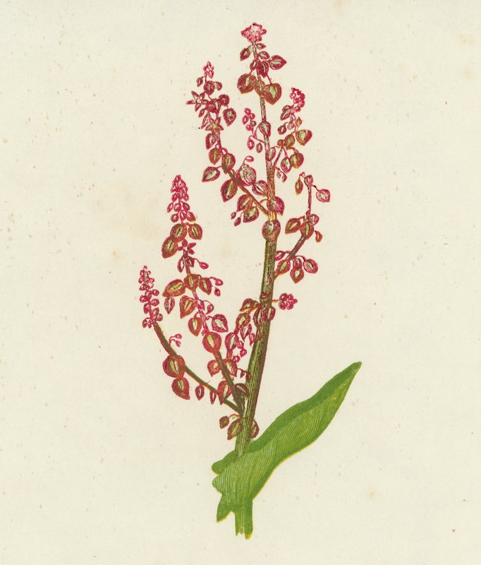 Almindelig skovsyre, Rumex Acetosa (farvelitografi) af English School