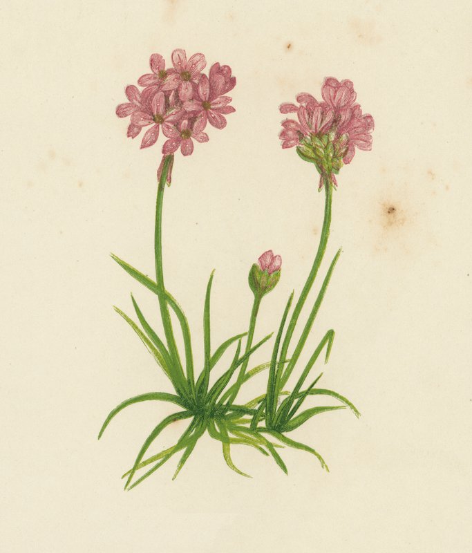 Almindelig sparsommelighed, Statice Armeria (farve litho) af English School