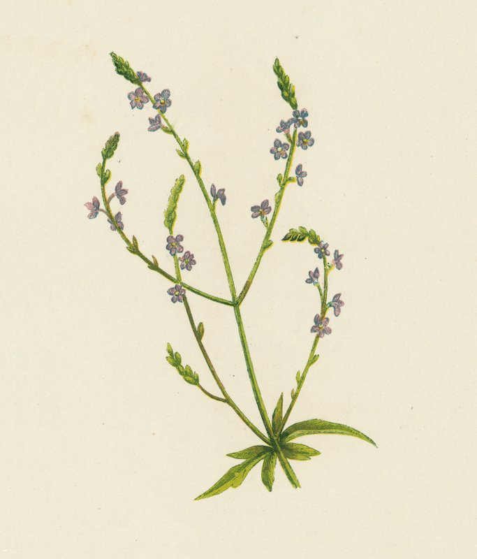 Almindelig Vervain, Verbena Officinalis (farve litho) af English School