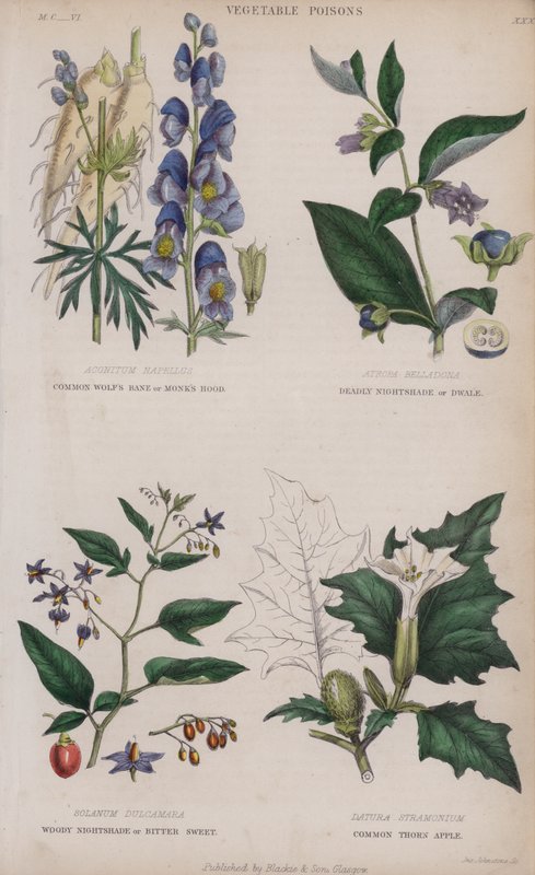 Almindelig Ulvebane eller Munkehætte; Deadly Nightshade eller Dwale; Woody Nightshade eller Bitter Sweet; Almindelig torneæble (farvet gravering) af English School