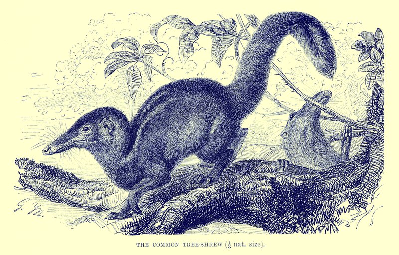 Almindelig træspidsmus, illustration fra 