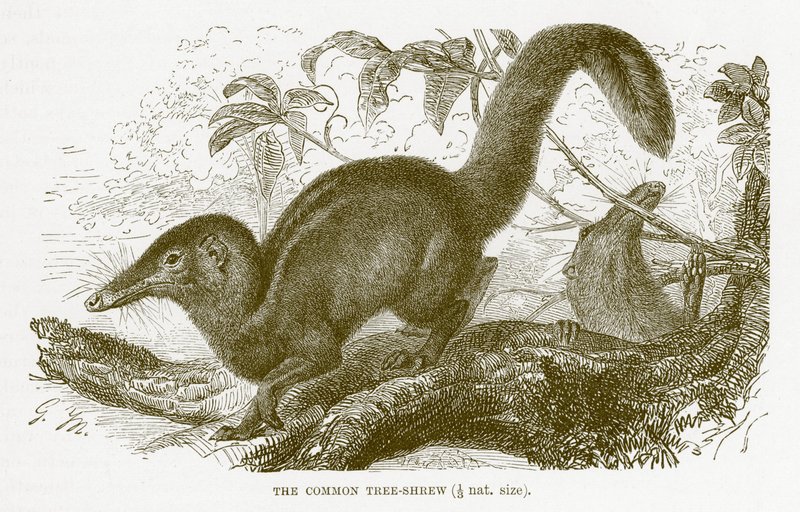 Almindelig træskær, illustration fra Den Kongelige Naturhistorie af English School