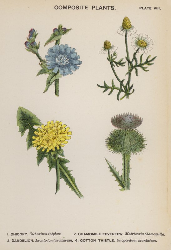 Sammensatte planter (farvelitografi) af English School