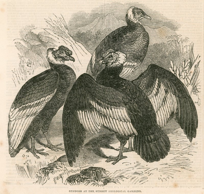 Condors i Surrey Zoological Gardens, London af English School