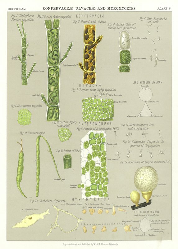 Confervaceae, Ulvaceae og Myxomycetes af English School