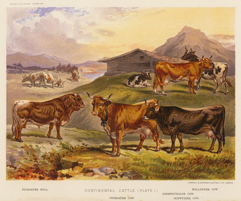 Continental Cattle (farvelitografi) af English School