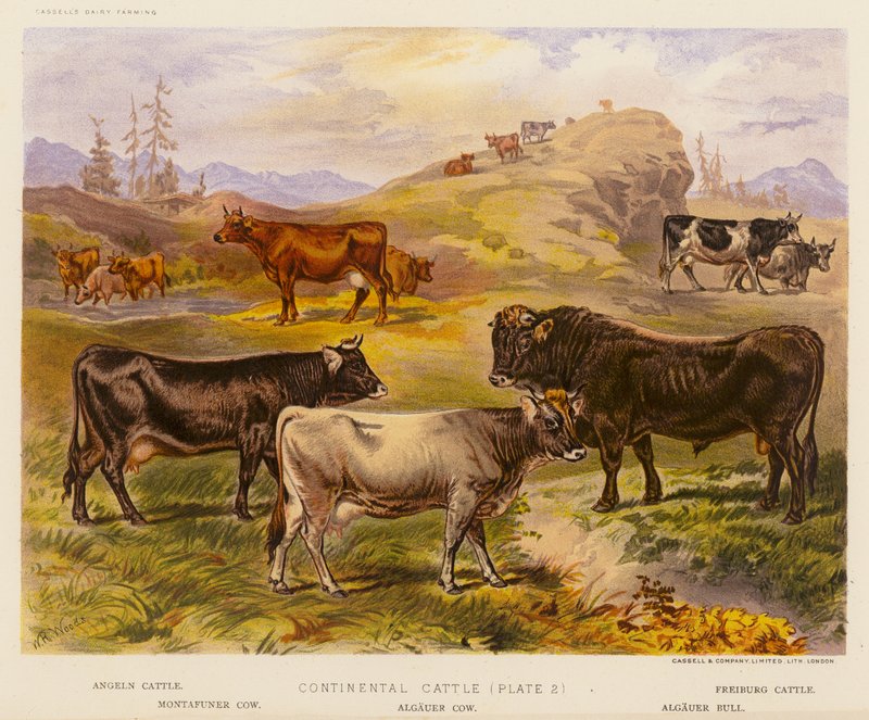 Continental Cattle (farvelitografi) af English School