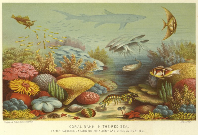 Coral Bank in the Red Sea  af English School