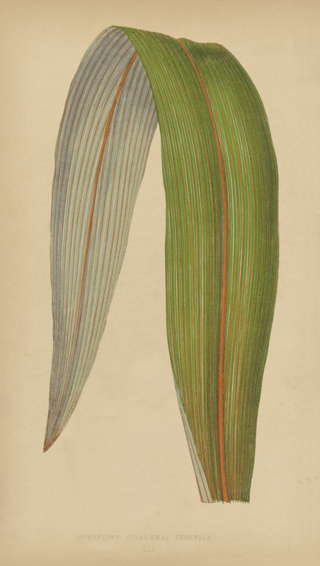 Cordyline (Dracaena) Udelt af English School