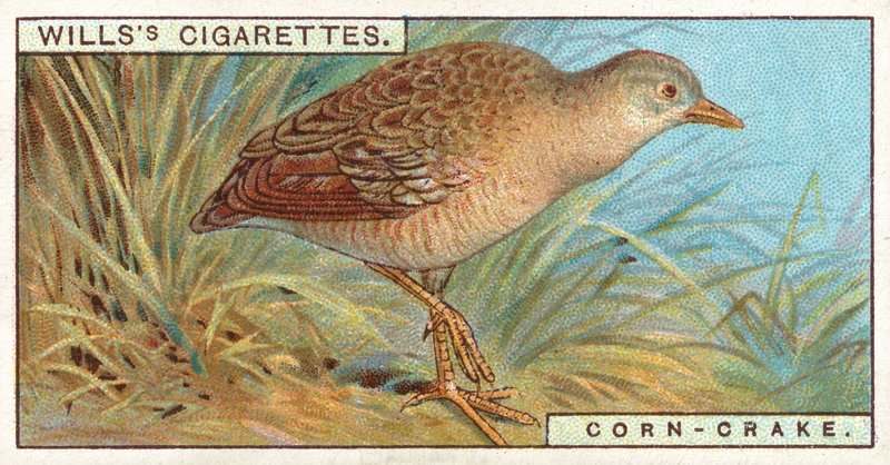 Corn-Crake af English School